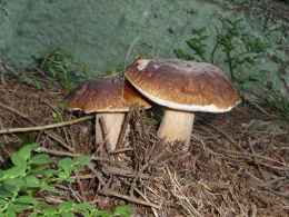 Mushrooming